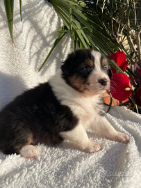 SCOTT Cucciolo Pastore Australiano