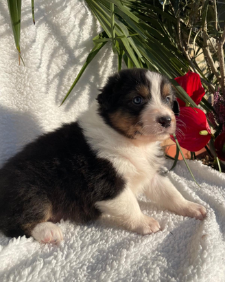 SCOTT Cucciolo Pastore Australiano