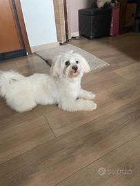 Fidanzata per maltese