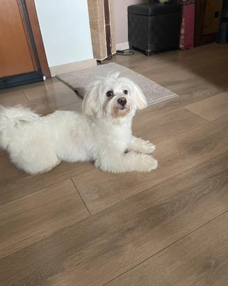 Fidanzata per maltese