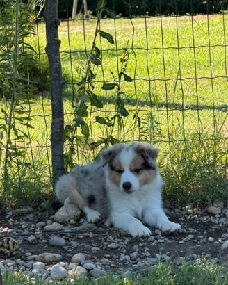 Border collie