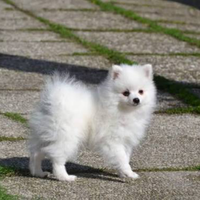 Spitz
