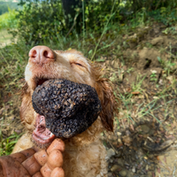 Cane da tartufo