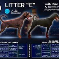 Dobermann Cuccioli