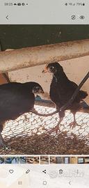 Galline Marans