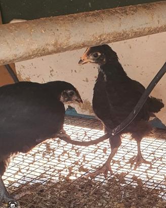Galline Marans