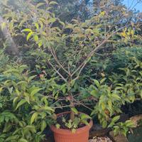 Albero lingustro giapponese