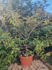 Albero lingustro giapponese