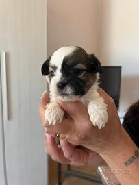 Cuccioli di cane Shitzu