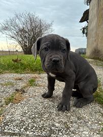 Cuccioli di Cane Corso