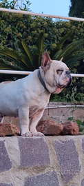Bulldog francese x monta