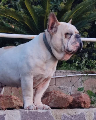 Bulldog francese x monta