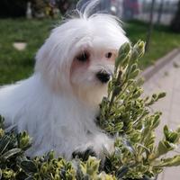 Cucciolo maltese con pedigree