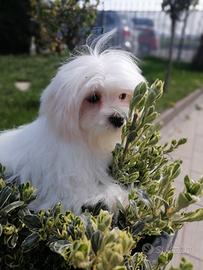 Cucciolo maltese con pedigree