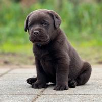 LABRADOR CHOCOLATE - ultima femmina disponibile