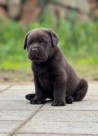 LABRADOR CHOCOLATE - ultima femmina disponibile