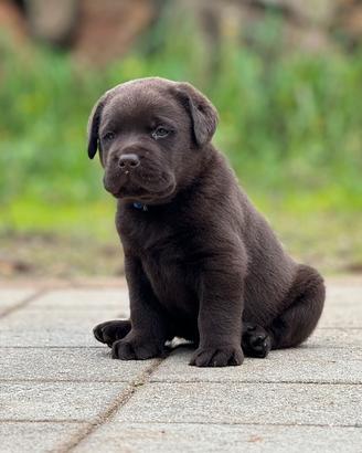 Labrador retriever chocolate
