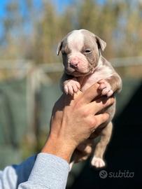 American pitbull terrier