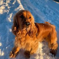 Cocker spaniel inglese per monta