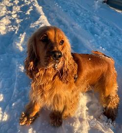 Cocker spaniel inglese per monta