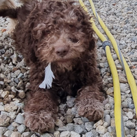 Cuccioloni Lagotto Romagnolo