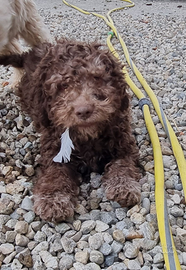 Cuccioloni Lagotto Romagnolo