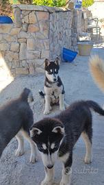 Cuccioli di Siberian Husky