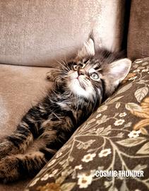 Splendido cucciolo Maine Coon pedigree, maschio