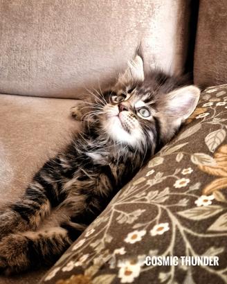 Splendido cucciolo Maine Coon pedigree, maschio