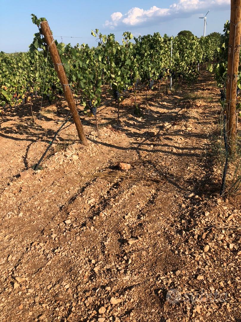 Vigneto in agro di Acquaviva delle Fonti - Altro