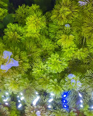 Piante