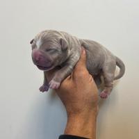 American Pitbull terrier