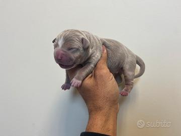 American Pitbull terrier