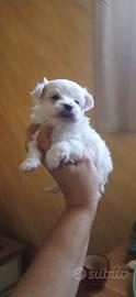 Maltesini mini mini toy