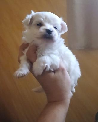 Maltesini mini mini toy