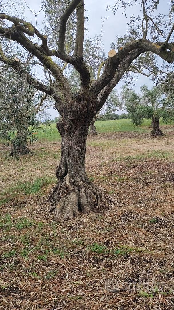 Splendido Oliveto di Piante Secolari di 150 anni - Vista 3