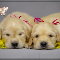 Cuccioli Golden Retriever selezionati