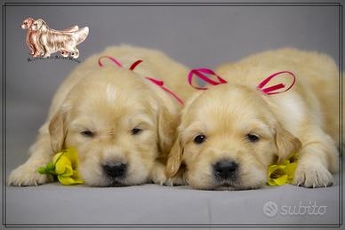 Cuccioli Golden Retriever selezionati