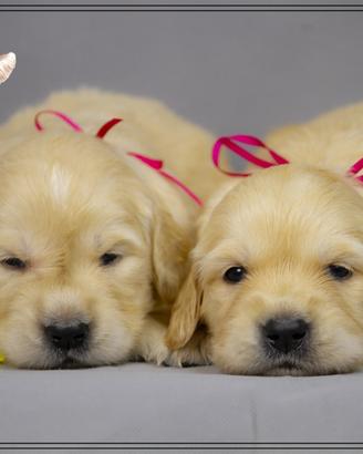 Cuccioli Golden Retriever selezionati