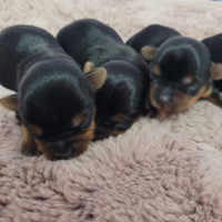 Cuccioli yorkshire terrier