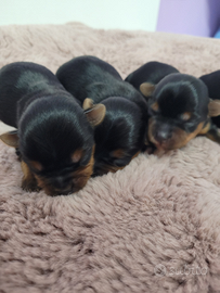 Cuccioli yorkshire terrier