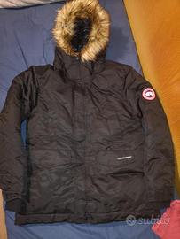 Canada goose