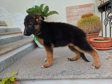 Cuccioli pastore tedesco alta genealogia