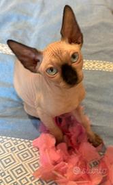 Sphynx femmina seal point con Pedigree