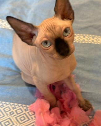 Sphynx femmina seal point con Pedigree