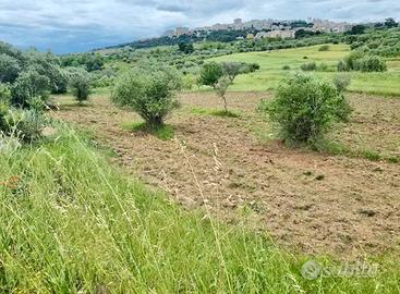 Terreno agricolo e coltivato agro di Mottola (TA)