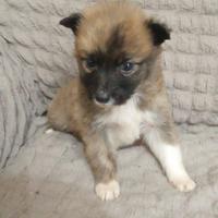 Spitz di Pomerania nano