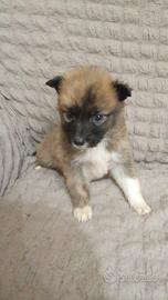 Spitz di Pomerania nano