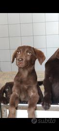 Regalasi cuccioli di Labrador retriever 