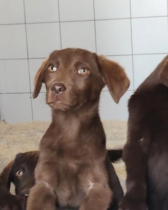 Regalasi cuccioli di Labrador retriever 